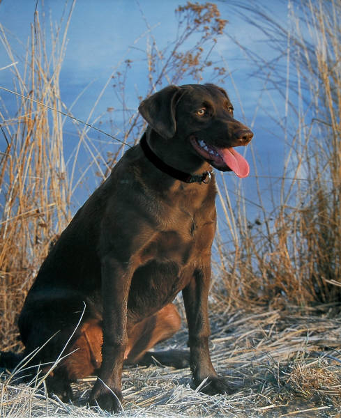 Chocolate Labrador. Impact Images poster 20943. Photo by: William J. Mullins.