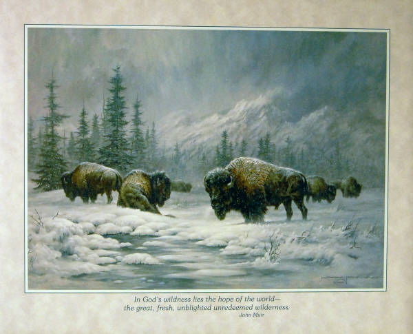 Colorado Buffalo by Larry Fanning.