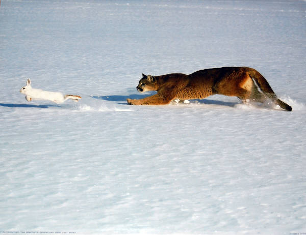 Cougar and Snow Shoe Rabbit. Impact Images poster #6835. Photo by Tom Brakefield, 1987.