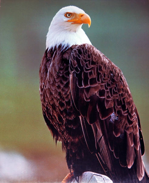 Eagle. Impact Images poster 2440. Photo by Stephen J. Kraseman, 1992.