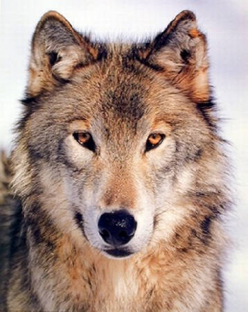 Grey Wolf. Impact Images poster #20779. Photo by Tom Brakefield. 