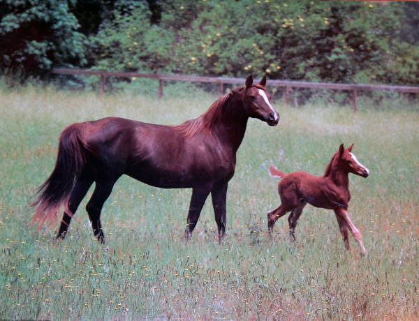 Mare and Foal in Pasture. Impact Images poster 8483. Photo by: Ron Kimball, 1989.