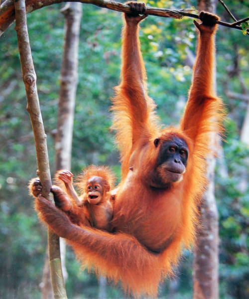 Orangutang. Impact  Images poster 11922. Photo by Tom Brakefield. 