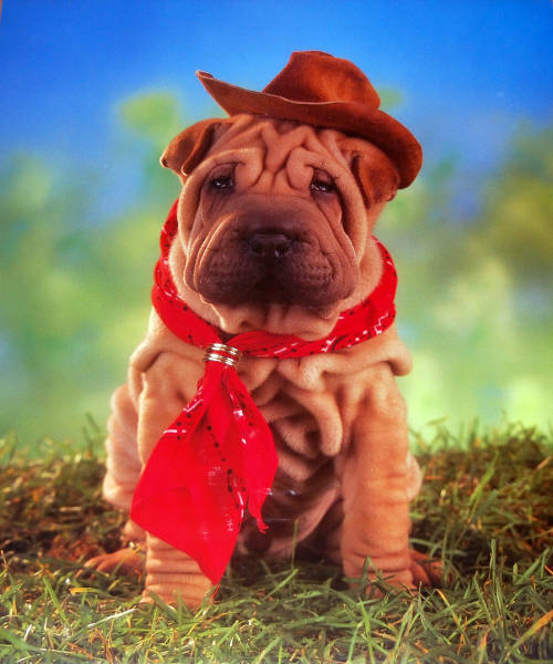 Impact Images 16 x 20 Poster 6837. Shar Pei Puppy Dog Cowboy Hat. Photo by Richard Stacks, 1987.