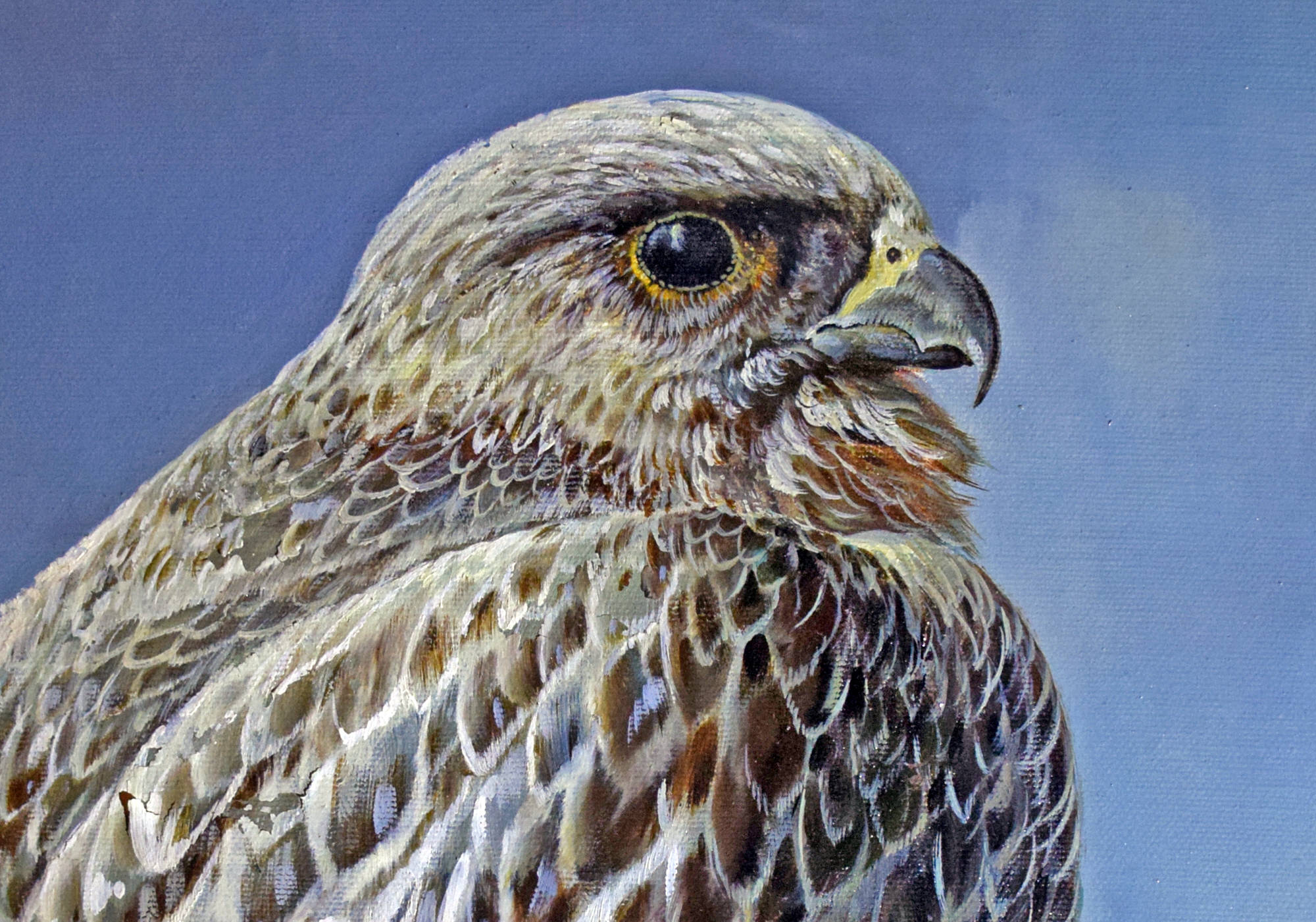 Allstone Smith. Falcon sitting on top of mountain. Detail (head.)