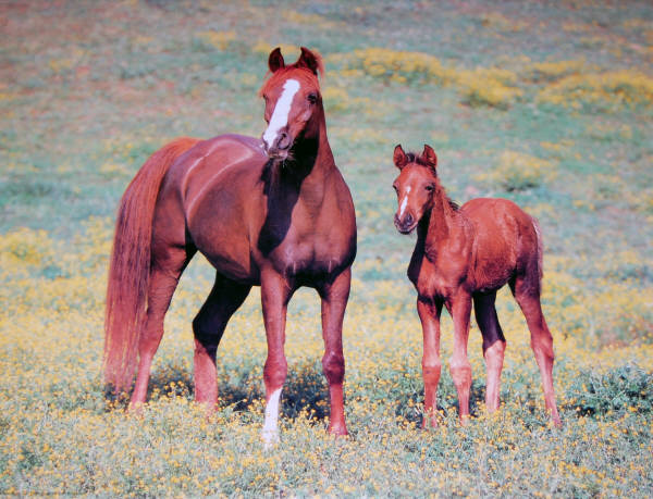 Arabian Horses. Impact Images poster 20485. Photo by: Tom Brakefield.