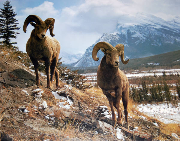 Bighorn Sheep. Impact Images poster #1499. Photo by Stephen Kraseman / Drk.