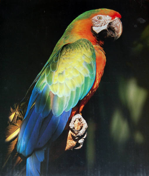 Impact Images 16 x 20 Poster 11257. Cacadu. Photo by John Wagner, 1992.