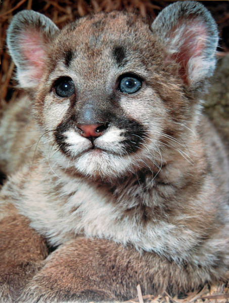 Cougar Cub. Impact Images poster 1141. Photo by Breck P. Kent,1980.