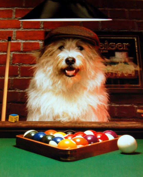 Impact Images 16 x 20 Poster 11012. Dog Gone Pool.