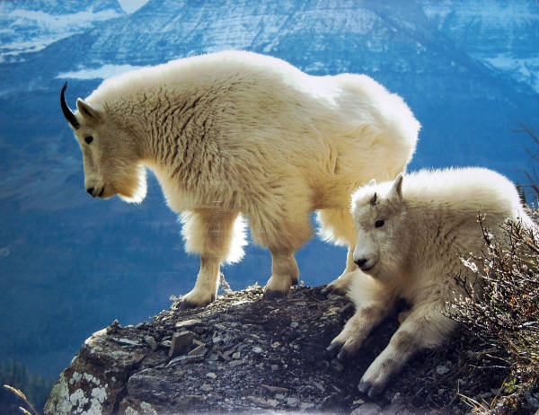 Mountain Goat Nanny with her Kid. Impact  Images poster #8762. Photo by Alan and Sandy Carey, 1990.