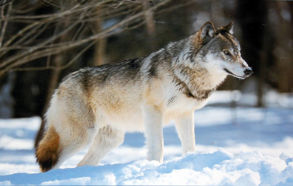 Spirit of the North. Impact Images poster 20123. Photo by Tom Brakefield, 1993.